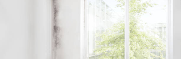 Best Asbestos and Lead Testing During Mold Inspection  in Oneonta, NY